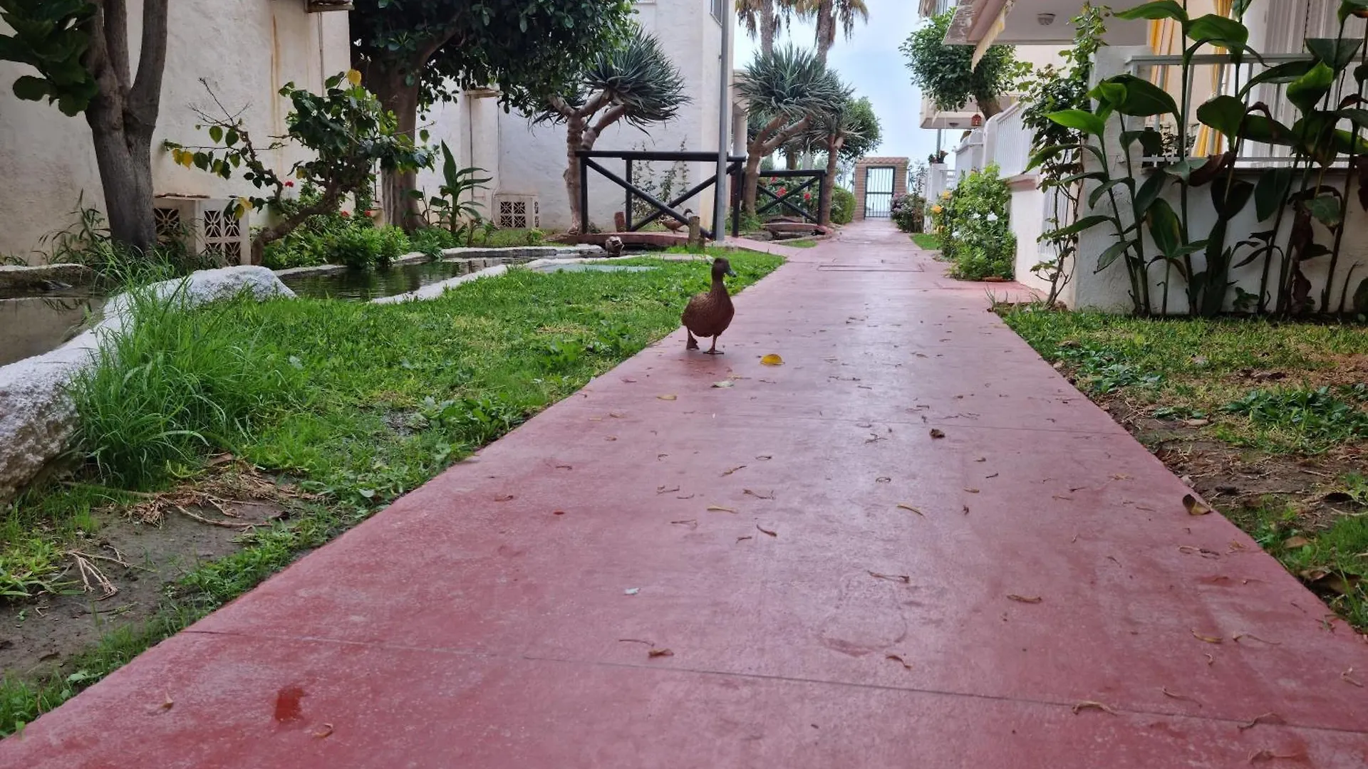 Coral 4 1.10 Apartment Torrox 0*,